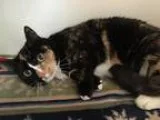 Adopt Passion a Domestic Shorthair  Mixed cat in Virginia Beach 