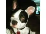 Adopt Chloe - medical hold a Boston Terrier