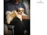 Adorable Non-Shedding Teddy Bear Puppies (Shichons