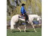 AQHA Cremello Stallion At Studbeautiful mover