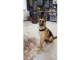 German Shepherd Dog DOG FOR ADOPTION RGADN-356075 - Maggie - Ger