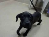 Kindness - Female ChihuahuaTerrier (Unknown Type Medium) Mix