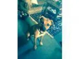 Unknown-Black Mouth Cur Mix DOG FOR ADOPTION RGADN-304386 - Oxfo
