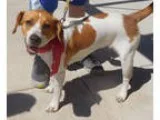 Unknown-Beagle Mix DOG FOR ADOPTION RGADN-197937 - Shiloh - Beag