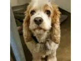 Cocker Spaniel DOG FOR ADOPTION RGADN-325783 - Buffy B 16-050 - 