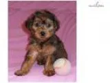 Godiva Female Yorkiepoo puppy for Sale in Ohio