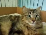 Adopt Momma Heather a Brown Tabby Domestic Longhair (long coat) 