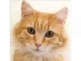 Adopt Juan a Domestic Longhair  Mixed cat in Des Moines IA (1684