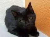 Adopt Smokey a Domestic Shorthair  Mixed cat in Virginia Beach V