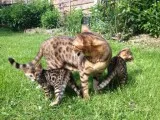 mn Scotish fold Kittens