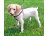 Adopt Jax a Poodle (Standard)  Mixed dog in Rochester NY (167922