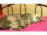 Extended Stay Apartments - Oakrest Studio Apartments Utilities P