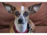 Unknown-Dachshund Mix DOG FOR ADOPTION RGADN-355353 - Bella - Da