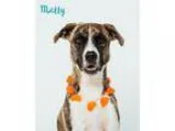 Adopt Molly a Brindle - with White Shepherd (Unknown Type)  Boxe