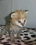 Beautiful Serval Kittens Ready