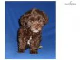 Cocoa Male Yorkiepoo puppy for Sale in Ohio