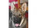German Shepherd Dog DOG FOR ADOPTION RGADN-358858 - Sabrina - Ge