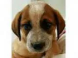 Adopt Kelly Football a Australian Cattle Dog (Blue Heeler) Hound