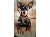 Miniature Pinscher DOG FOR ADOPTION RGADN-349456 - Coco - Miniat