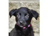German Shepherd Dog-Border Collie Mix DOG FOR ADOPTION RGADN-359