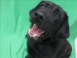 Adopt Kota a Labradoodle Mixed dog in Portland OR ()