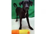 Unknown-Labrador Retriever Mix DOG FOR ADOPTION RGADN-361265 - A