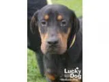 Unknown-Rottweiler Mix DOG FOR ADOPTION RGADN-351170 - Romeo - R