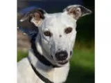 Greyhound DOG FOR ADOPTION RGADN-336246 - Heart - Greyhound Dog 