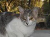Adopt Bunni a Calico or Dilute Calico Domestic Shorthair (short 