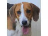Unknown-English Foxhound Mix DOG FOR ADOPTION RGADN-202615 - Bre