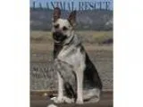 Adopt Mama Bear a Black - with Tan Yellow or Fawn German Shepher