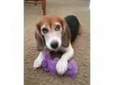 Big Plush 6 flags prize Dog
