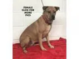 Unknown-Labrador Retriever Mix DOG FOR ADOPTION RGADN-350283 - W