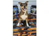 Unknown-Labrador Retriever Mix DOG FOR ADOPTION RGADN-362310 - B