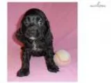 Beauty Female Cockapo puppy for Sale in Ohio