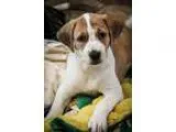Adopt More Puppies a Hound