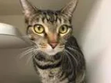 Adopt Luke a Domestic Shorthair  Mixed cat in Virginia Beach VA 