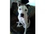 Adopt Lon a American Staffordshire Terrier  Mixed dog in Whitest