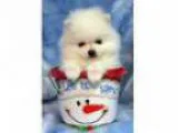 Coat white teacup pom