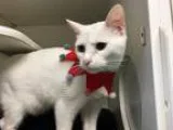 Babysitter in Yorktown, VA 23690 - Mercedi L.
