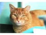 Adopt Pumpkin a Domestic Shorthair  Mixed (short coat) cat in Be