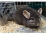 Adopt dark tan female chinchilla a Tan or Beige Chinchilla small