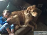 Young Adult Golden Retriever - Male