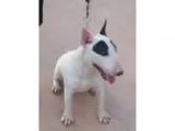Bull Terrier DOG FOR ADOPTION RGADN-25290 - KHALIFA (DG) - Bull 