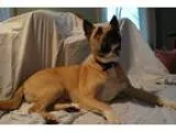 Adopt Perry a American Staffordshire Terrier Pit Bull Terrier