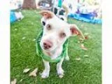 Dorgi DOG FOR ADOPTION RGADN-350777 - Aramis Cologne - Dachshund