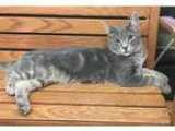 Adopt King a Gray Blue or Silver Tabby Domestic Shorthair  Mixed