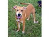 Unknown-Labrador Retriever Mix DOG FOR ADOPTION RGADN-360485 - B