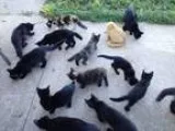 Adorable Kittens (IL Valley)