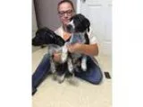 Unknown-Pointer Mix DOG FOR ADOPTION RGADN-335966 - Nancy - Poin